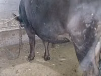 Cow, Alatau breed — photo 2
