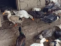 Ducks — ფოტო 8