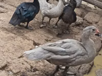 Ducks — photo 2