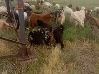 عنزة, الماعز — الصورة 3