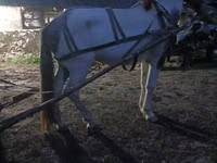 公马, Horses — 照片 3
