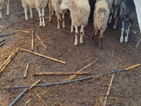 母羊, Sheep — 照片 1