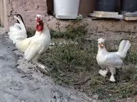 Chickens — foto 5