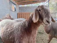 Qoyun, Arashan sheep — foto 4