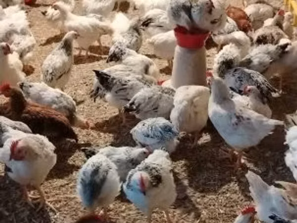 Chickens