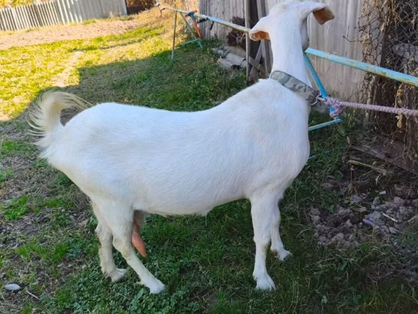 Echki, Beetal goats