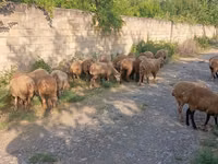 Moutons (lot, sexe non indiqué), Moutons — photo 4