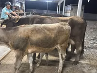 İnək, Ukrainian Brown Dairy Cattle — foto 3