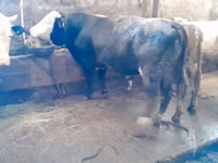 Buğa, Simmental cattle — foto 2