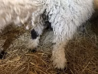 Қошқар, Wallis Country sheep — 4-сурет