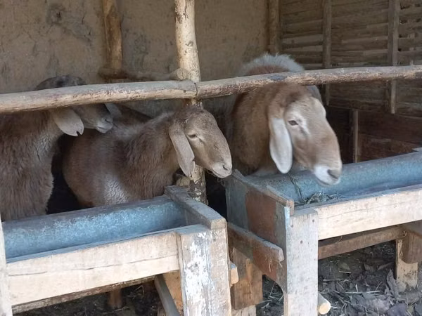 羊（ロット、性別未指定）, Arashan sheep