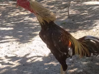 Chickens — foto 1
