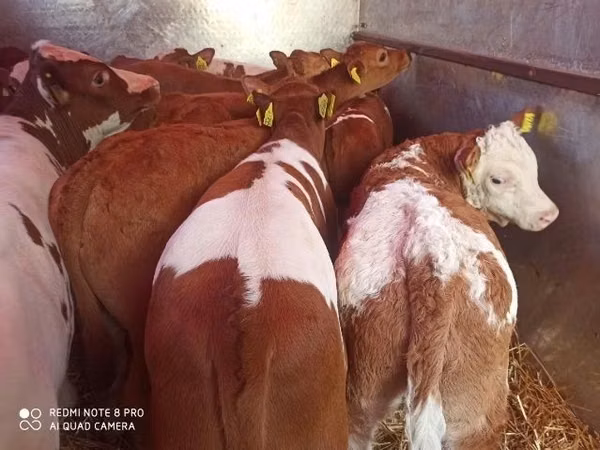 Bovins (lot, sexe non indiqué), Simmental cattle