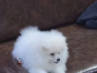 Məhsul: Pomeranian Spitz balası - Rəng: qar kimi ağ - Xəz: sıx — foto 4