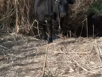Vache, Bovins — photo 1