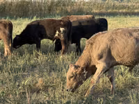Toro, Swiss cattle — foto 7