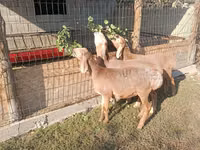母羊, Arashan sheep — 照片 3