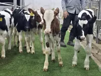 Bydło (partia, płeć nieokreślona), Simmental cattle — zdjęcie 2