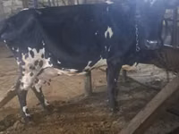 Vaca, Aberdeen-Angus — foto 3