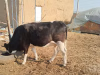 İnek, Simmental cattle — foto 5
