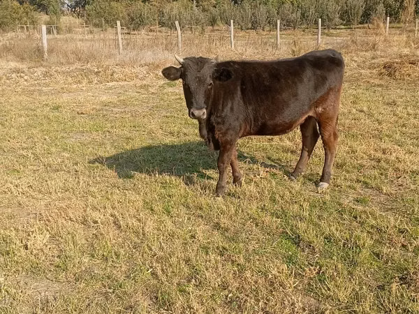 பசு, Swiss cattle