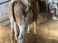 Buqa, Simmental cattle — 1-rasm