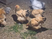 Brahma — foto 2