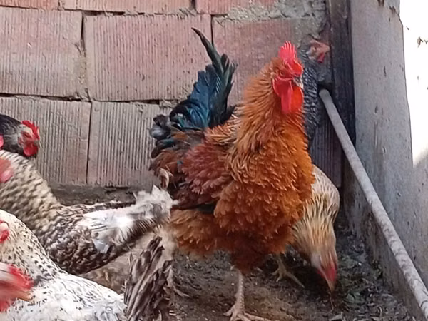 Chickens — أذربيجان
