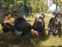 Turkeys — foto 1