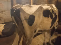 Vache, Race Holstein — photo 3