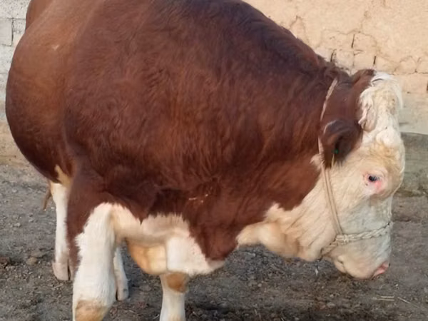 İribuynuzlu mal-qara (partiya, cinsi göstərilməyib), Simmental cattle