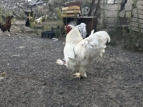 Chickens
