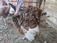 Бургонский красный — сүрөт 2