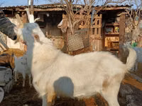 Oğlak, Saanen goat — foto 1