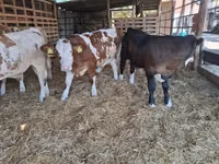 Býk, Simmental cattle — foto 5