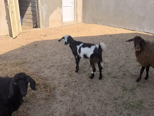 Chèvre, Alpine goat