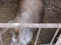 Sow, Pigs — photo 1