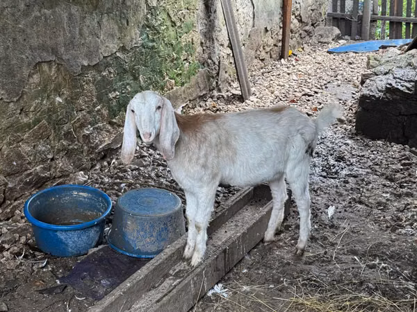 Keçi, Nubian Goat