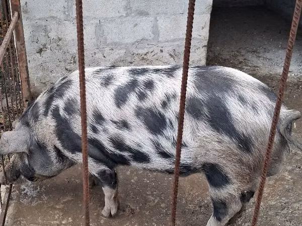 Verro, Cerdos
