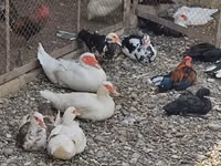 Chickens — ფოტო 3