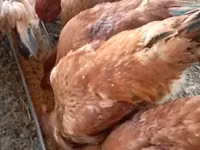Chickens — Foto 3