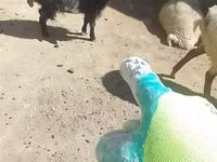 Cabras (lote, sexo no especificado), Cabras — foto 3