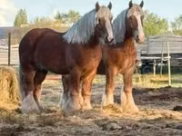 Cheval, Belgian Draught — photo 3