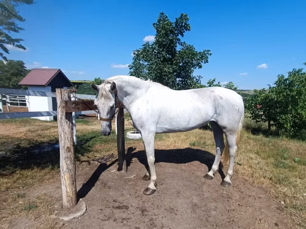 Toychoq, Orlov Trotter