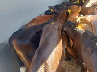 காளை, Simmental cattle — புகைப்படம் 2