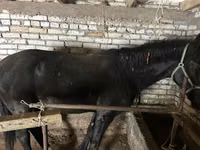 Айғыр, Жылқылар — 3-сурет