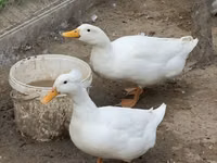 Německý pekin — foto 1
