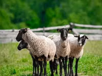 ვერძი, Romanov sheep — ფოტო 2