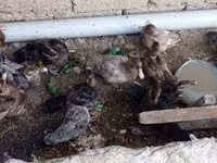 Ducks — Foto 5