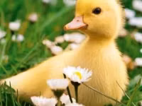 Ducks — Foto 3
